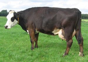 DE MOEDER VAN JARI 2: Jara 37, melktypische en hoogproductieve goed geuierde koe.