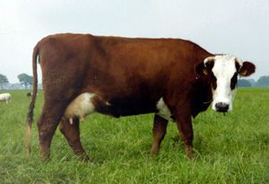 Patricia 9, als jonge koe. Levensproductie ruim 62.000 kg melk