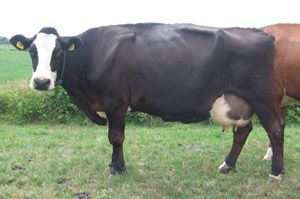 Dinie (62%G) een sterke oudere melktypische koe. Bedrijf: Van Oosterom, De Veenhoop.
