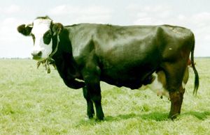 Hilda 124 als oudere koe
