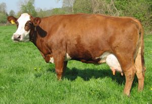 DE MOEDER VAN FRED: Johanna 78, als oudere koe in 2011.