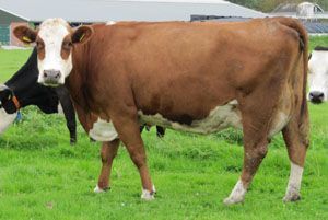 Margriet 47 (62%G) (V: Italië's Fokko), de grootmoeder van Margriet 56. Een melkrijke, best ontwikkelde en sterk geuiere koe (Ext: AB85, kruishoogte 147). Bedrijf: stal Bayershoeve, Fam.Kaatee te Heiloo.
