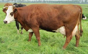 DE MOEDER VAN REX 1: Rivierduin Rexa 9, als 7-jarige pas gekalfde koe. Een koe met veel lengte, sterk en mooi type en een goede uier met goede ophangband en goede speenplaatsing. Bedrijf: Rivierduin, Ben en Armgard Barkema, Lelystad.