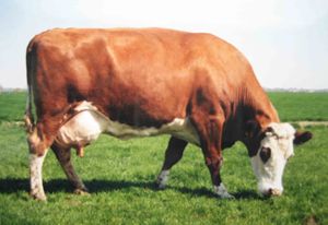 Tineke, was een sterke robuuste koe en gaf meer dan 100.000 kg melk.