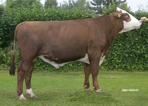 BERTUS 13 als anderhalfjarige stier; evenredig gebouwd en goed ontwikkeld met ruime middenhand.